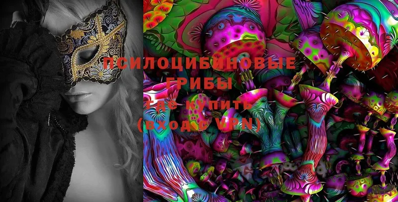 Псилоцибиновые грибы Psilocybe  где можно купить   blacksprut сайт  Волжск 